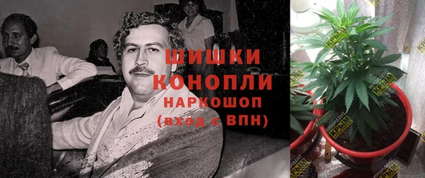 сатива Новозыбков