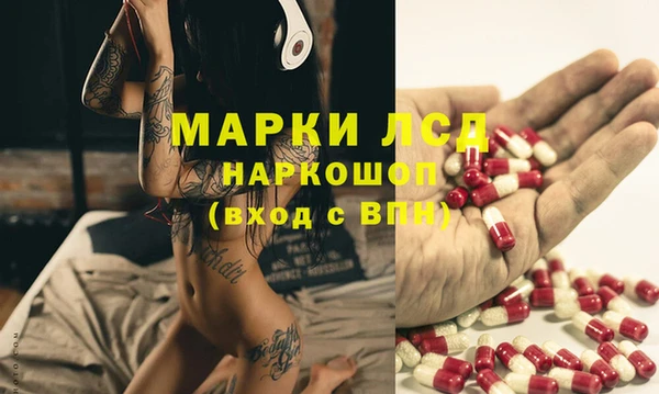 сатива Новозыбков