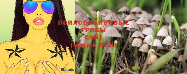 сатива Новозыбков